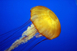 Jelly fish