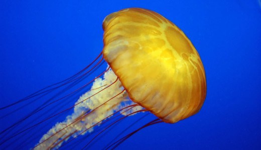 Jelly fish